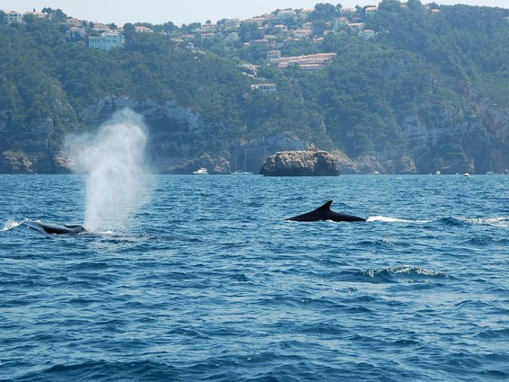 Delfines y ballenas en el mar de la Costa Blanca