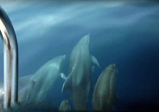 Delfines en el mar de Jávea
