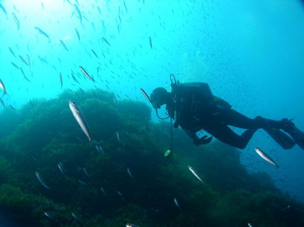 El fantástico mundo submarino de Jávea